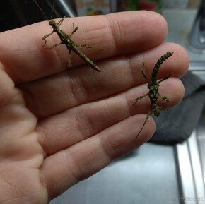 Strašilky, Pakobylky - 7