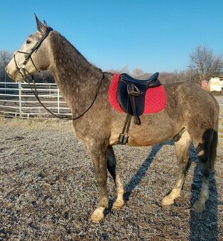 Drezurní sedlo Wintec - 7