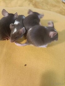 Myš, myšky, černé a bílé bříško - 7