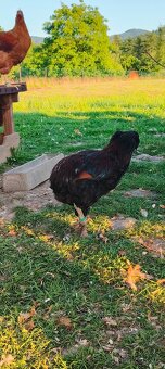 Kohouti hempšírky velké a araukany - 7