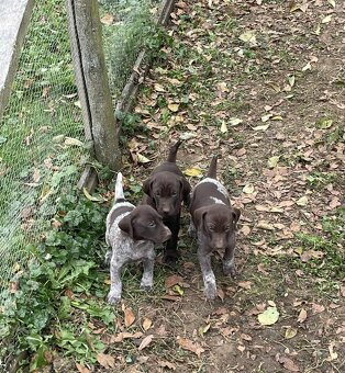 Německý ohař krátkosrstý - 7