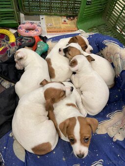 JACK RUSSELL TERIER - 7