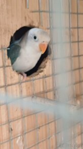 Agapornis Fišerův - 7