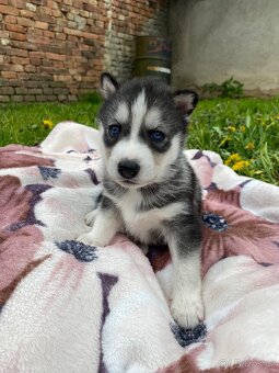 Prodám štěňata Sibiřský husky bez PP - 7
