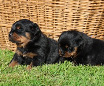 Rotvajler štěně s PP, Rottweiler štěně s PP - 7
