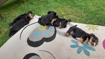 Štěňátka jorkšíra teriéra již k odběru (Yorkshire terrier) - 7