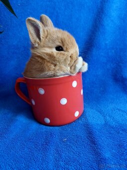 Zakrslý králík , miminka zakrslých králíčků - 7