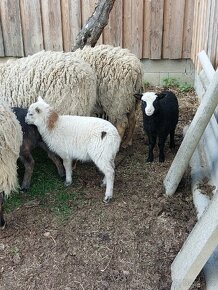 Jehne romanovske ovce - 7