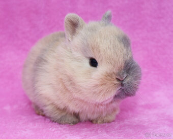Zakrslý krátkouchý králíček . Samička . - 7