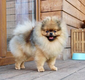 Pomeranian s PP FCI - 7