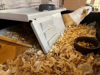 Daruji 2 morčata-kluci, stáří 1 rok. - 7