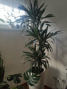 Dracena trojkmen - 7