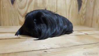 Nabídka morčátek z Kennel MoraVero Cavia - 7