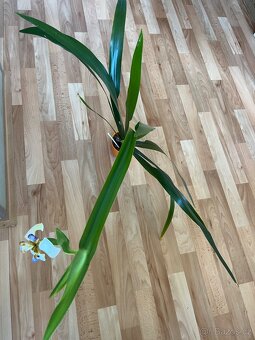 Ficus Elastica, Ficus Lyrata a další pokojové rostliny - 7