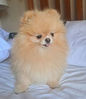 Pomeranian mini - 7