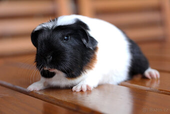 Morčátka - samečci k odběru před Vánoci - 7