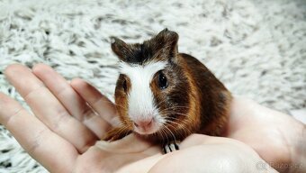 Morče, Morčata, Morčátko Morčátka - JACOB A JAMES - 7