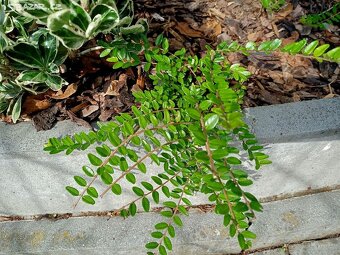 TRVALKY - mladé rostlinky - 7