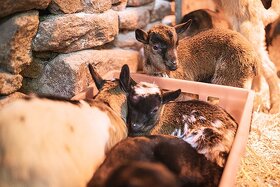 Holandská zakrslá koza s průkazem původu– vymazlená kůzlátka - 7