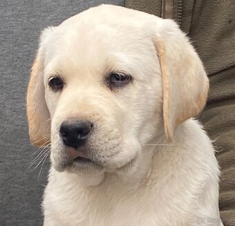 labradorský retriever - štěňátka s Průkazem Původu - 7