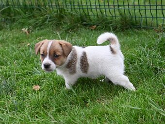 Jack Russell terier s PP - fenka - 7