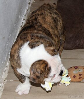 Anglický buldok s PP, volná fenka - 7