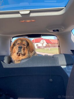 Tibetská doga ke krytí - 7