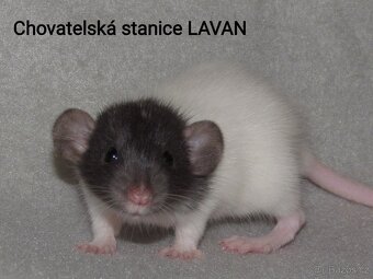 Potkaní kluci s rodokmenem - 7
