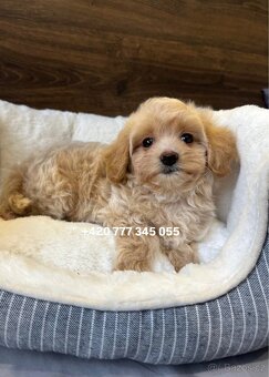 Maltipoo f1 male 700€ - 7