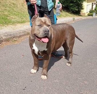 American Bully XXL - Krytí - 7