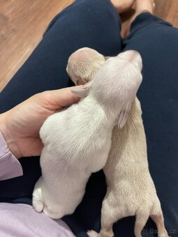 Italsky chrtik s pp - 7