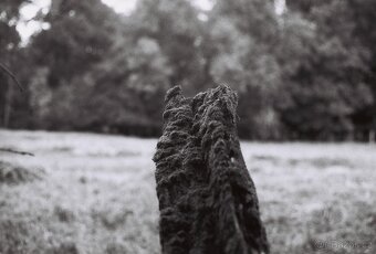 Canon Av-1 - (50mm f1:1,8) - 7