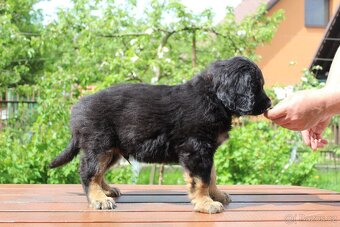 Štěňátka hovawarta s PP - 7
