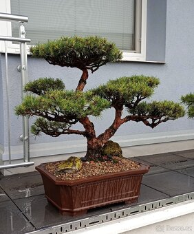 Bonsai borovice lesní (Pinus sylvestris compressa) - 7