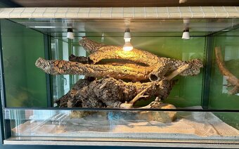 Terarium - 7
