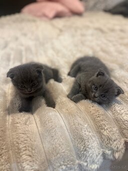 Skotská koťátka 🐾 - 7