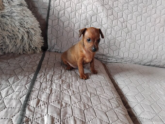 Trpasličí pinč - 7