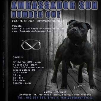 Stafordšírský bulteriér s PP - 7