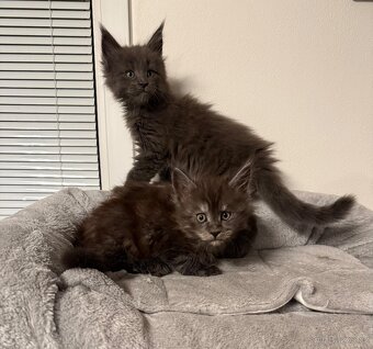 Mainská mývalí koťata - 7