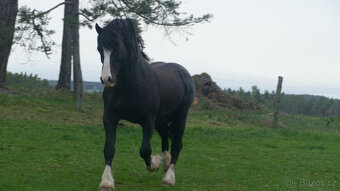 Welsh pony of cob type - 7