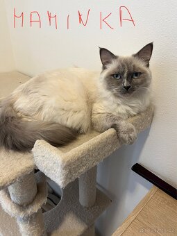 Ragdoll koťátka bez PP - 7