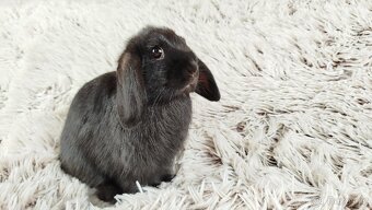 Zakrslý beránek, králíček, králík - ELLA - 7
