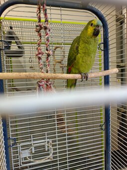 Amazoňan modročelý - 7