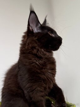 Mainská mývalí koťátka s PP - 7