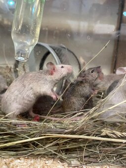 Myši laboratorní - 7