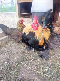 Zakrslá rousná NV - 7