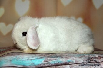 Zakrslí králíčci Teddy + Minilop -doprava po ČR možná - 7