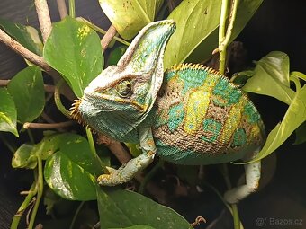 Chameleon - 7