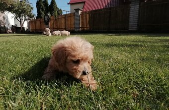 Predám šteniatka maltipoo. - 7