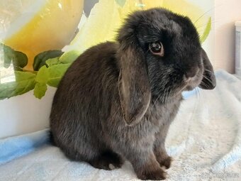 Volná samička - Anglický Zakrslý Beránek MiniLop🍑🧡🤍 - 7